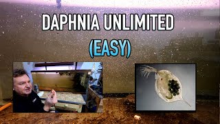 How I Raise Daphnia Water Fleas And You Can Too [upl. by Ragucci]