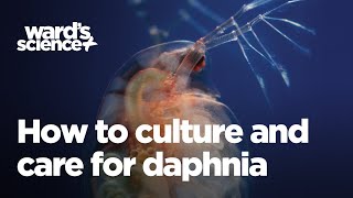 Caring and Culturing for Daphnia [upl. by Tews]