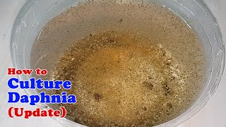 How to Culture Daphnia Update with ZERO Cost  Unlimited Live Food for Our Fish [upl. by Calida952]