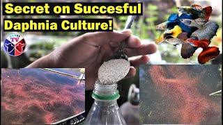 How to Culture Daphnia Successfully [upl. by Cutty]