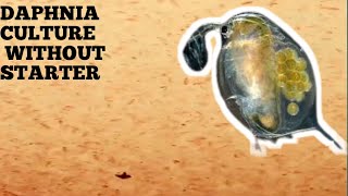 HOW TO CULTURE DAPHNIA NATURALLY WITHOUT A STARTER [upl. by Janeta12]