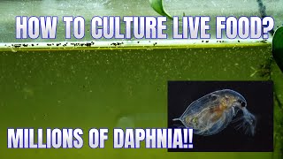 How to Culture Daphnia Secret Method to Breed MILLIONS  Simply Aquatic [upl. by Henson]