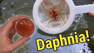 How I Culture Daphnia In Outdoor Tubs [upl. by Arreyt]