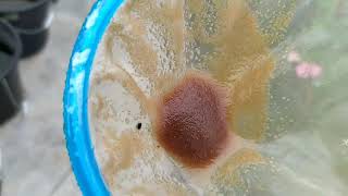 How to culture daphnia moina in a small container Part 1 English Subtitle [upl. by Annohs]