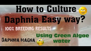 Daphnia MagnaHow to Culture Daphnia Easy wayCulturing Daphnia using Green water Daphnia [upl. by Wrench231]