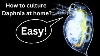 BEST Live Fish Food Beginner guide How to Culture Daphnia at home [upl. by Tamas]