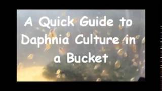 How to culture daphnia outside [upl. by Boj]