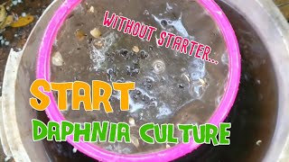 How to culture daphnia moina the easy way 1  Starting the Daphnia culture [upl. by Kirby]