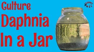 How to Culture Daphnia in a Jar [upl. by Milewski]