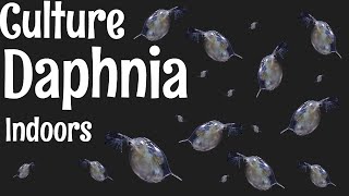 How to Culture Daphnia [upl. by Nahaj711]