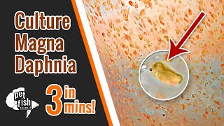 How to culture DAPHNIA MAGNA  The easy way [upl. by Yenitsed732]