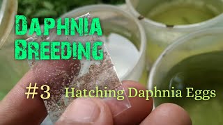 Daphnia Culture made simple and easy 3  Hatching Daphnia eggs [upl. by Diver]