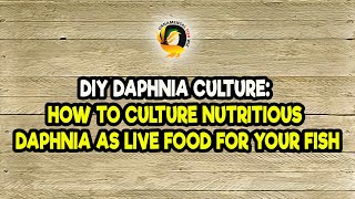 DIY Daphnia Culture How to Culture Nutritious Daphnia as Live Food for Your Fish [upl. by Semela512]