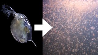 How I Culture Daphnia [upl. by Sisenej]