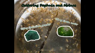 How To Culture Daphnia and Moinas using Green Water Spirulina powder [upl. by Waterman]