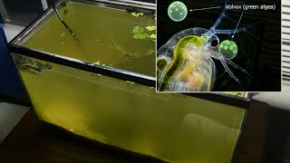 Raising Daphnia for the Freshwater Aquarium [upl. by Atneciv]