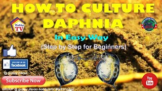 HOW TO CULTURE DAPHNIA In Easy Way [upl. by Remus144]